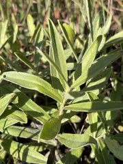 Lithospermum canescens