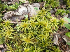 Climacium dendroides