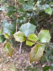 Alchornea ilicifolia