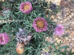 Isopogon dubius