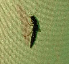 Pinophilus
