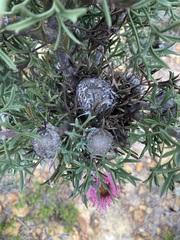 Isopogon dubius