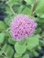 Spiraea splendens