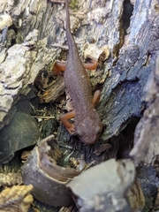 Taricha granulosa