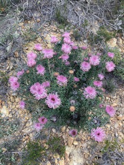 Isopogon dubius