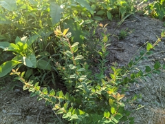 Symphoricarpos orbiculatus