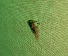 Hemiptera