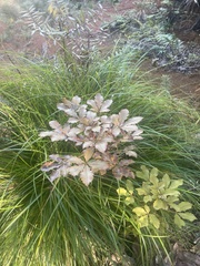 Pseudopanax discolor