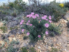 Isopogon dubius