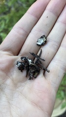 Truncocolumella citrina