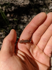 Taricha granulosa