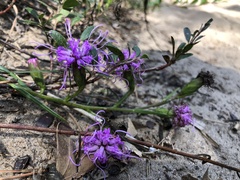 Liatris cylindracea