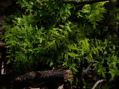 Thuidium delicatulum