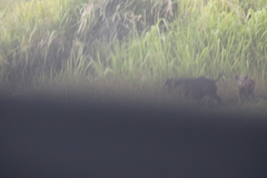 Sus scrofa domesticus