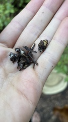 Truncocolumella citrina