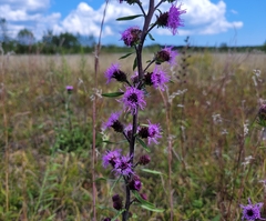 Liatris novae-angliae