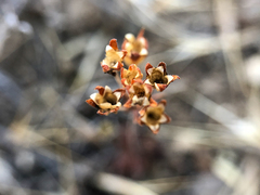 Androsace occidentalis