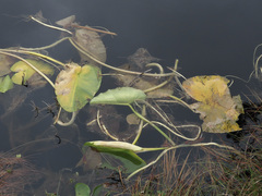 Nuphar polysepala