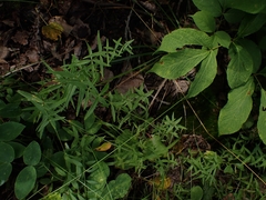 Galium boreale