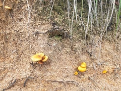 Omphalotus subilludens