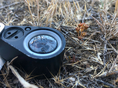 Androsace occidentalis