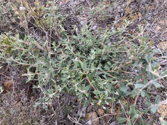 Gastrolobium polystachyum