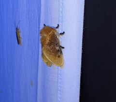 Megalopyge opercularis