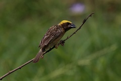 Ploceus philippinus