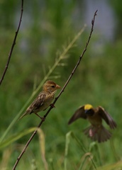 Ploceus philippinus