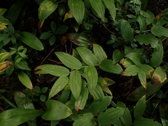 Streptopus lanceolatus