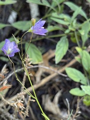 Campanula intercedens