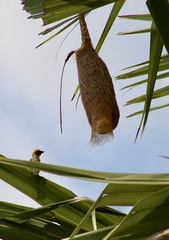 Ploceus philippinus
