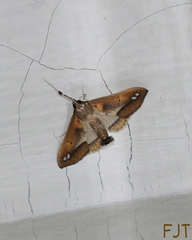 Diaphania fumosalis