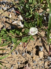 Ipomoea pandurata