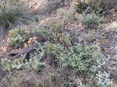 Gastrolobium polystachyum