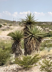 Yucca treculiana