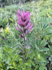 Castilleja parviflora oreopola