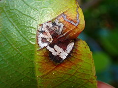 Pterygota