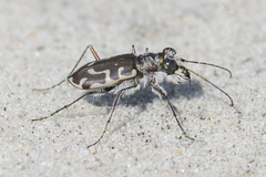 Cicindela hirticollis