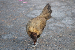 Gallus gallus domesticus