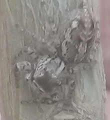 Leptofreya ambigua