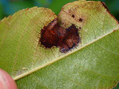 Pterygota