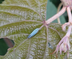 Graphocephala flavovittata