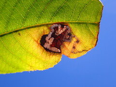 Pterygota