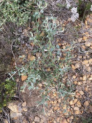 Gastrolobium polystachyum