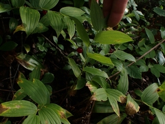 Streptopus lanceolatus