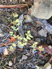 Lomatium