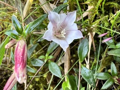 Tripterospermum microphyllum