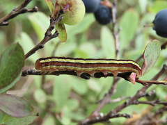 Melanchra pulverulenta