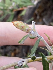 Gastrolobium polystachyum